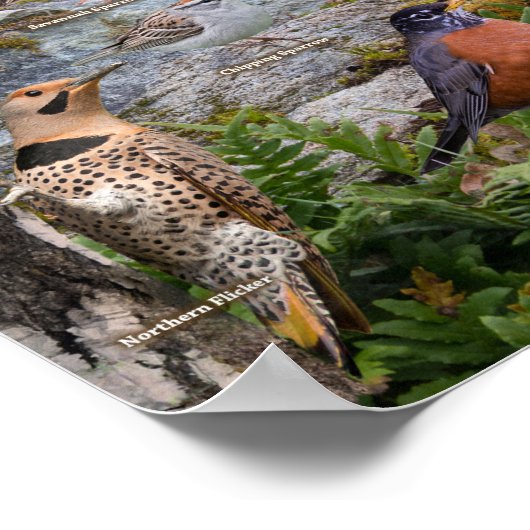 Hinterhofvögel von Illinois Poster (Ecke)