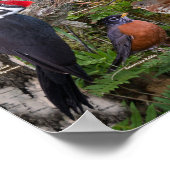 Hinterhofvögel von Maine Poster (Ecke)