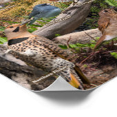 Hinterhofvögel von Manitoba-Poster Poster (Ecke)