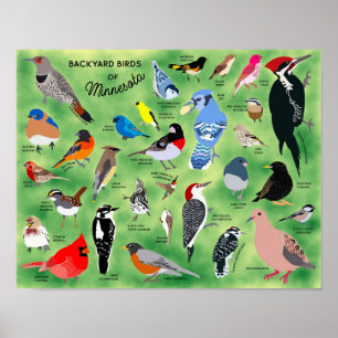 Hinterhofvögel von Minnesota Poster