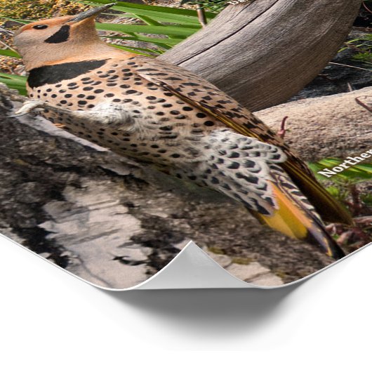 Hinterhofvögel von Minnesota Poster (Ecke)