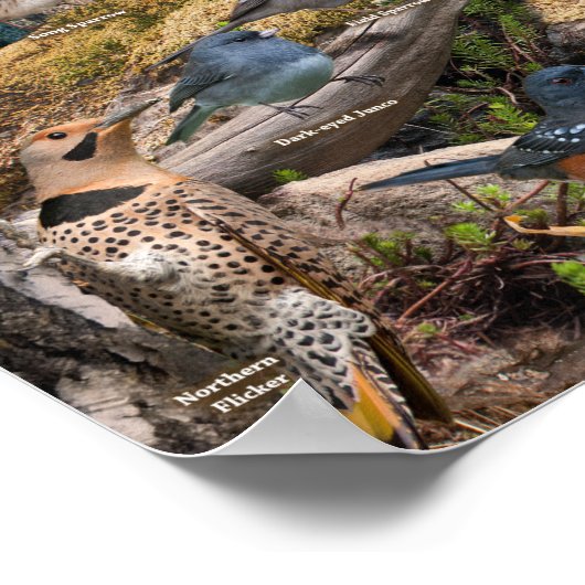 Hinterhofvögel von Nebraska Poster (Ecke)