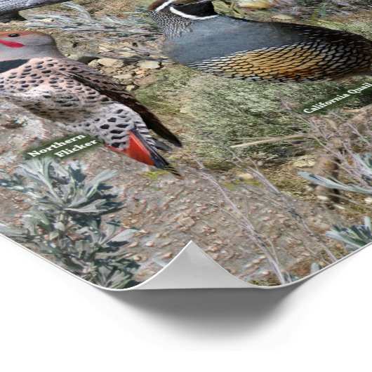 Hinterhofvögel von Nevada Poster (Ecke)