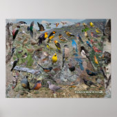 Hinterhofvögel von Nevada Poster (Vorne)