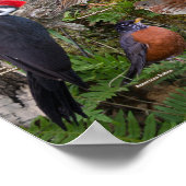 Hinterhofvögel von New Brunswick Poster (Ecke)