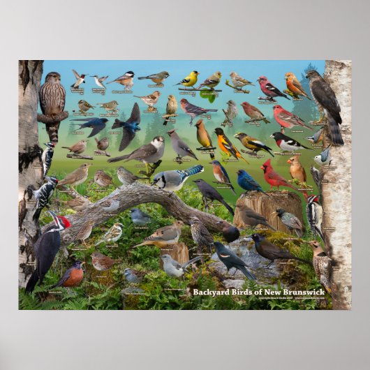 Hinterhofvögel von New Brunswick Poster (Vorne)