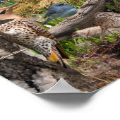 Hinterhofvögel von North Dakota Poster (Ecke)