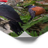 Hinterhofvögel von Nova Scotia Poster (Ecke)