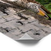 Hinterhofvögel von Ohio Groß Poster (Ecke)