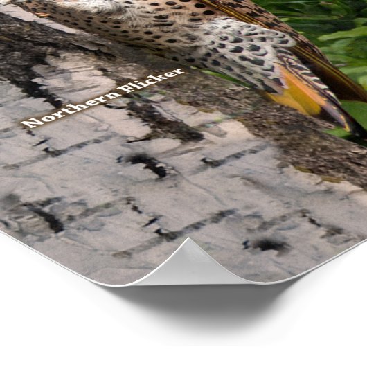 Hinterhofvögel von Ohio Groß Poster (Ecke)