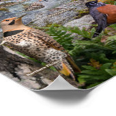 Hinterhofvögel von Ohio Poster (Ecke)