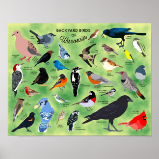 Hinterhofvögel von Wisconsin Poster