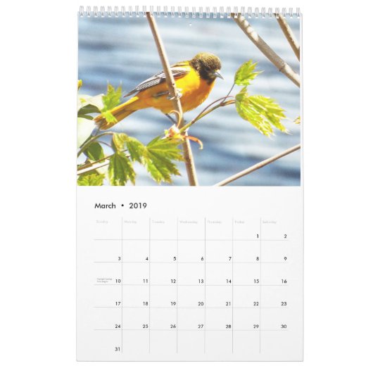 Hinterhofvogelkalender Kalender (Mär 2019)