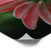Hinterseite der rosa Gänseblume Poster (Ecke)
