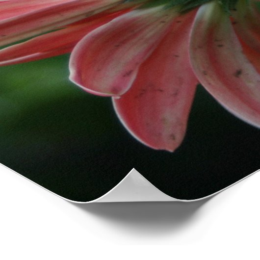 Hinterseite der rosa Gänseblume Poster (Ecke)