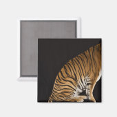 Hinterteil des Tigers auf Plattform Magnet (Vorderseite/Rückseite)