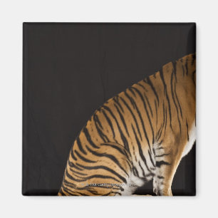 Hinterteil des Tigers auf Plattform Magnet