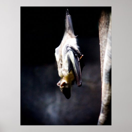 Hinwegziehen Poster (Vorne)