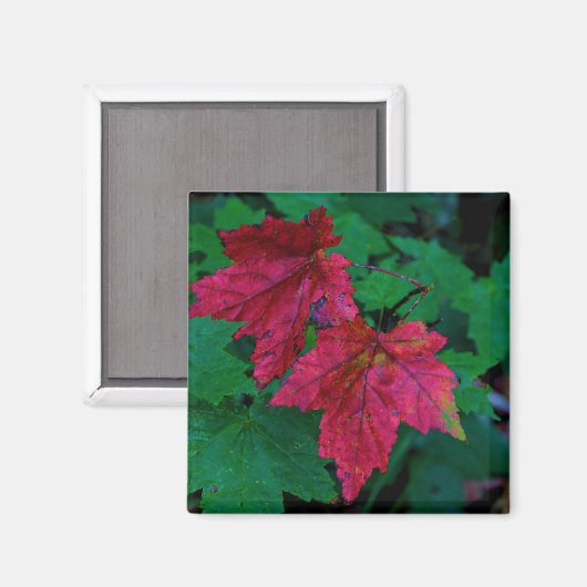 Hinweis auf den Herbst Magnet (Vorderseite/Rückseite)