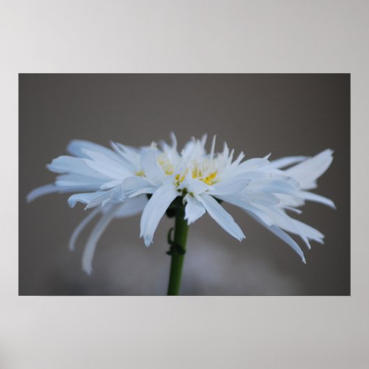 Hippie daisy und Bedeutung Poster (Vorne)