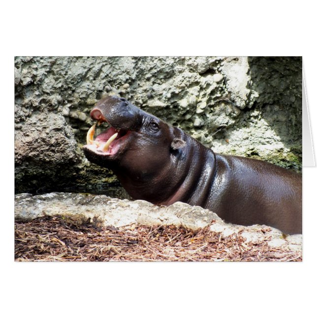 Hippo (Vorderseite (Horizontal))