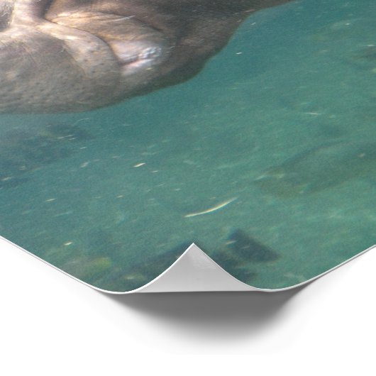 Hippo1-Poster Poster (Ecke)