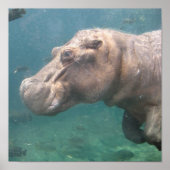 Hippo1-Poster Poster (Vorne)
