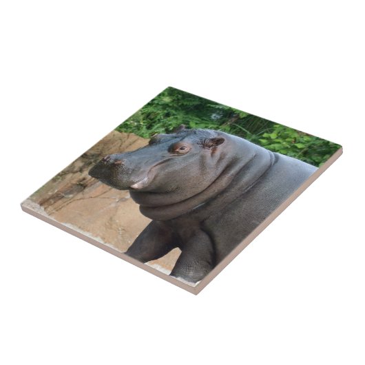 hippo-6 fliese (Seite)