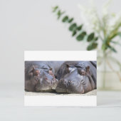 Hippo-78352 Postkarte (Stehend Vorderseite)