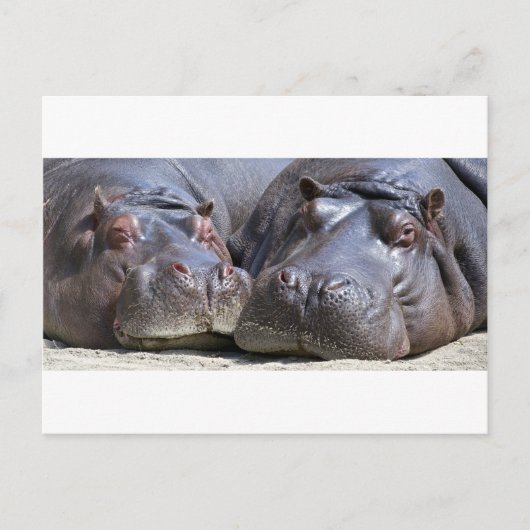Hippo-78352 Postkarte (Vorderseite)