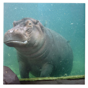 hippo-8 fliese