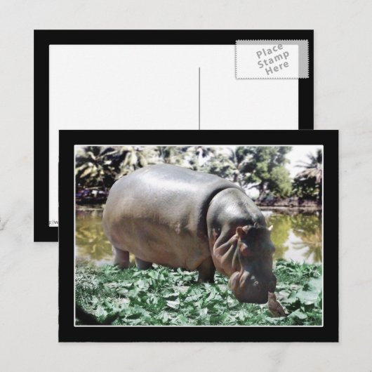Hippo & Bird Postkarte (Vorne/Hinten)