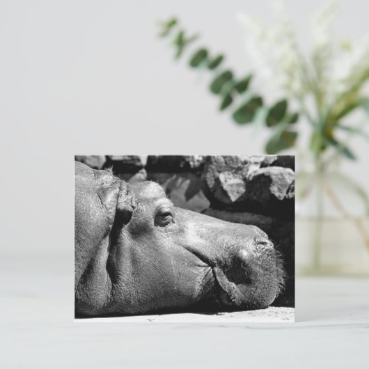 Hippo Doze Postkarte (Stehend Vorderseite)
