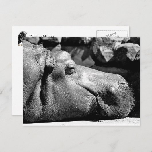 Hippo Doze Postkarte (Vorne/Hinten)