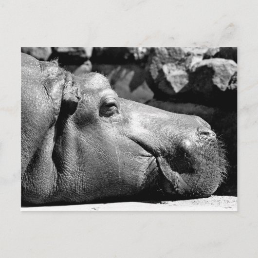 Hippo Doze Postkarte (Vorderseite)
