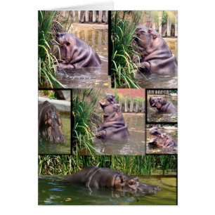 Hippo-FotoCollage,
