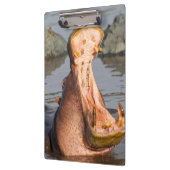 Hippo-Gähnen, Tansania Klemmbrett (Links)