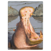 Hippo-Gähnen, Tansania Klemmbrett (Rückseite)