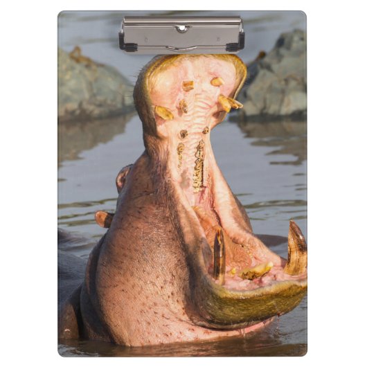 Hippo-Gähnen, Tansania Klemmbrett (Vorderseite)