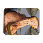 Hippo-Gähnen, Tansania Magnet (Horizontal)