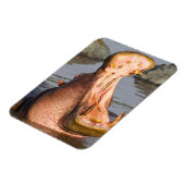 Hippo-Gähnen, Tansania Magnet (Linke Seite)