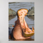 Hippo-Gähnen, Tansania Poster (Vorne)