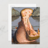 Hippo-Gähnen, Tansania Postkarte (Vorne/Hinten)