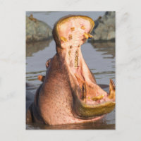 Hippo-Gähnen, Tansania
