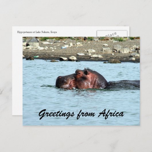 Hippo-Grüße Postkarte (Vorne/Hinten)