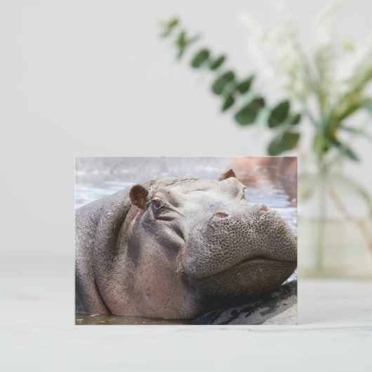 Hippo Head Postkarte (Stehend Vorderseite)