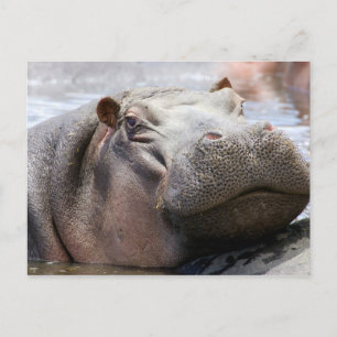 Hippo Head Postkarte