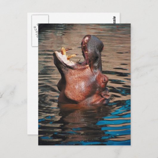 Hippo Head Postkarte (Vorne/Hinten)