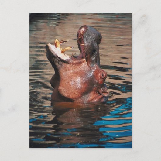 Hippo Head Postkarte (Vorderseite)