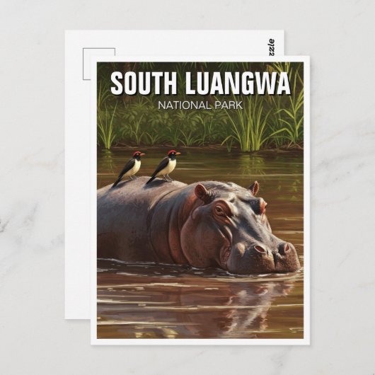 Hippo im Süd-Luangwa-Nationalpark Sambia Postkarte (Vorne/Hinten)